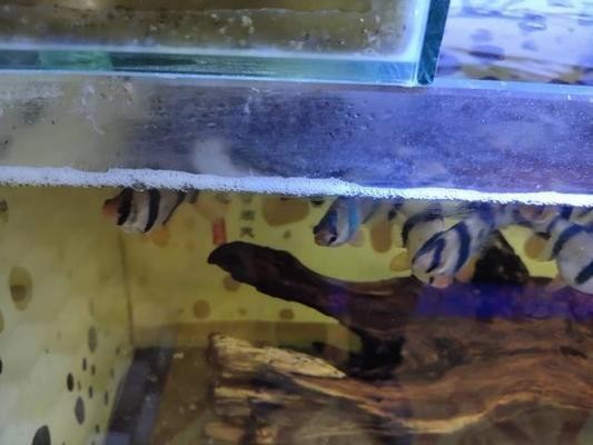 單縣超躍水族旗艦店（單縣超躍水族旗艦店地址）