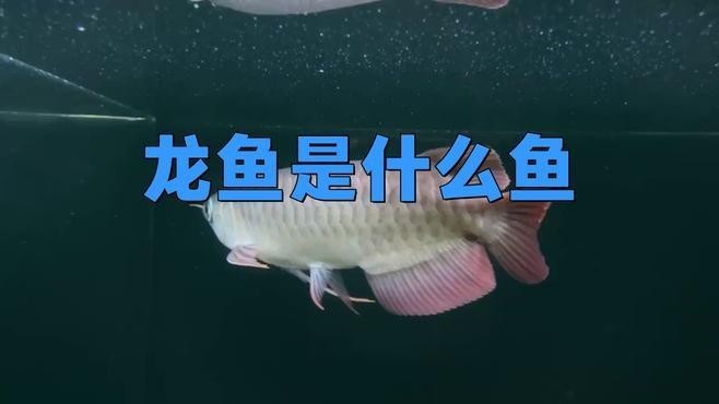 龍魚為什么叫龍魚呢？ 龍魚為什么叫龍魚呢？ 龍魚百科