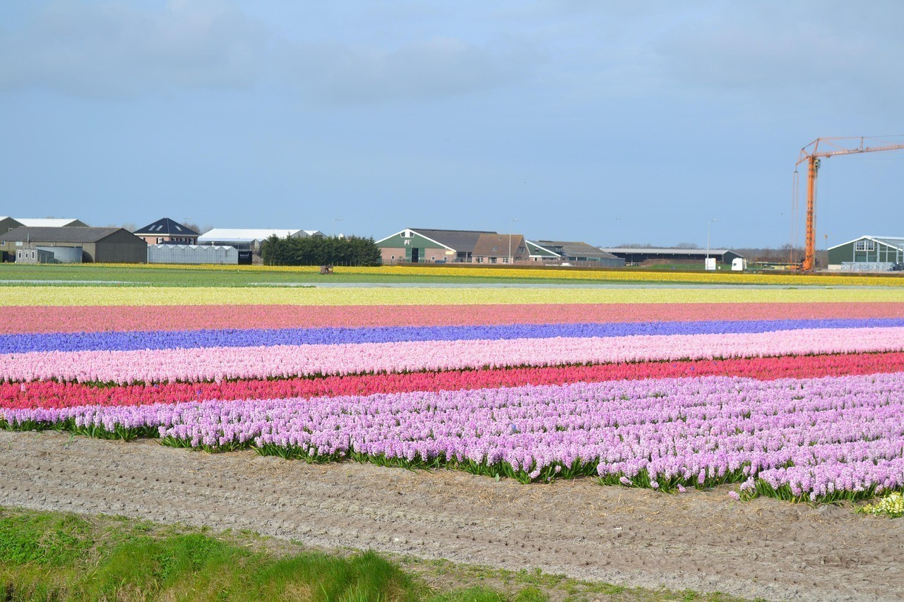 無錫盛世花開園藝有限公司（無錫盛世花開園藝有限公司怎么樣）