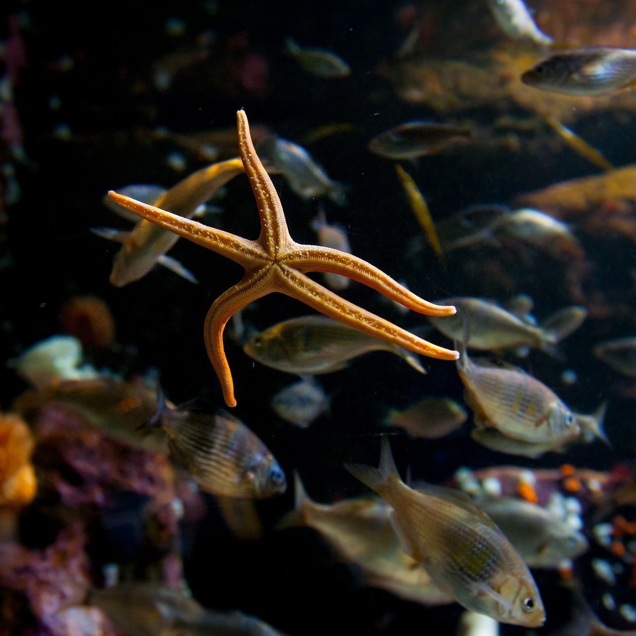 嘉祥縣海星水族館（嘉祥縣海星水族館電話）