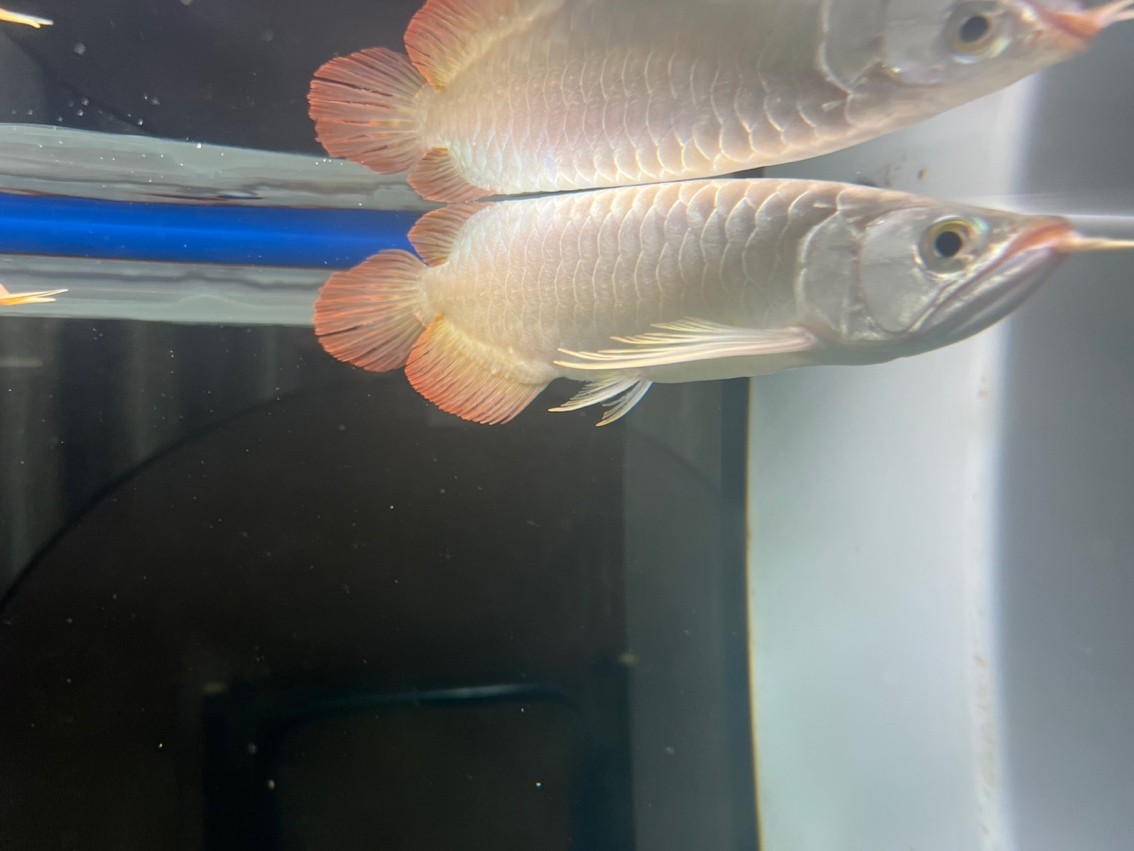 龍魚專用缸排名（龍魚專用缸品牌及牌子）