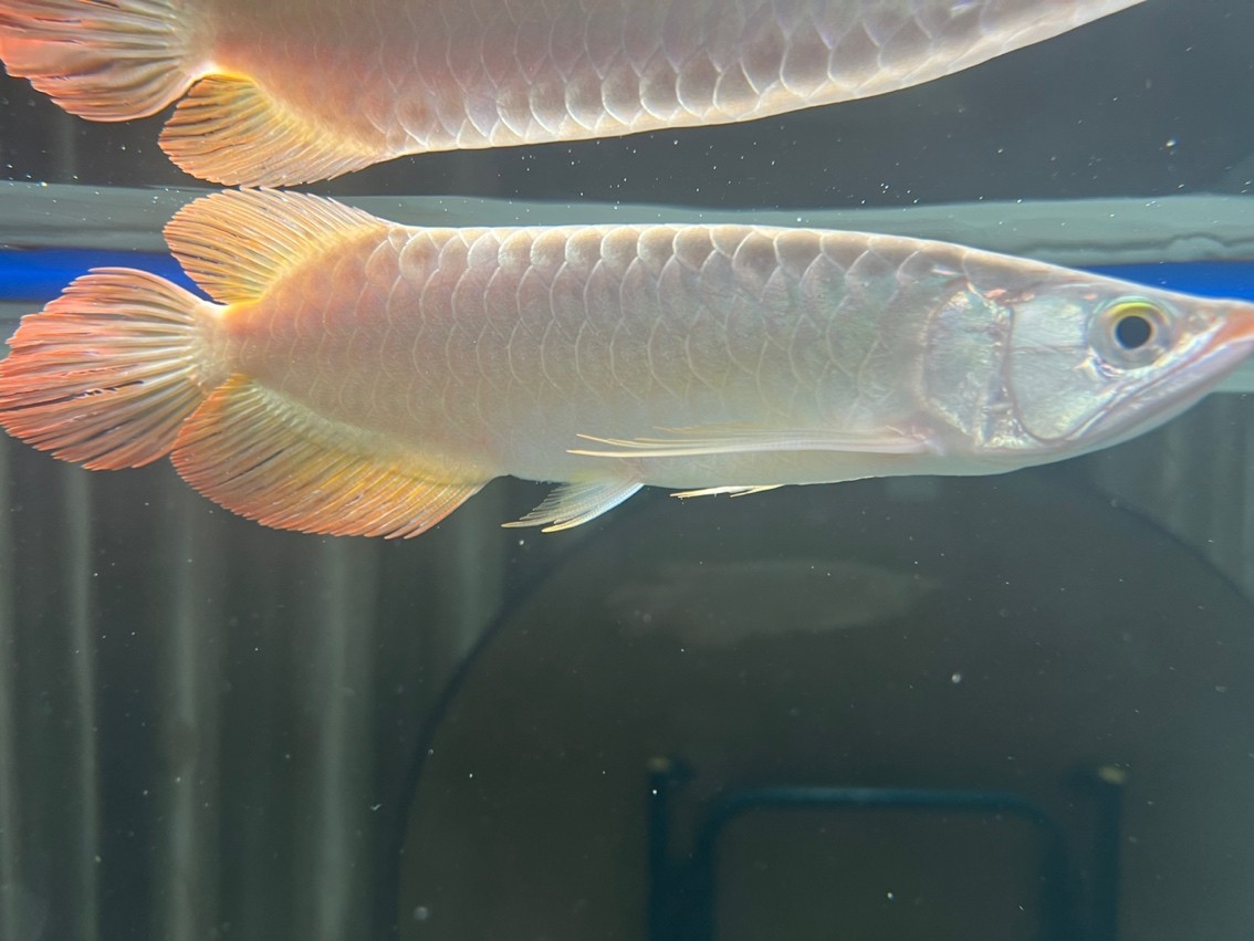 龍魚專用缸排名（龍魚專用缸品牌及牌子）