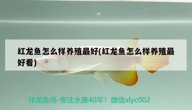 懷集縣懷城鎮新興水族店（懷集縣懷城鎮新興水族店電話）