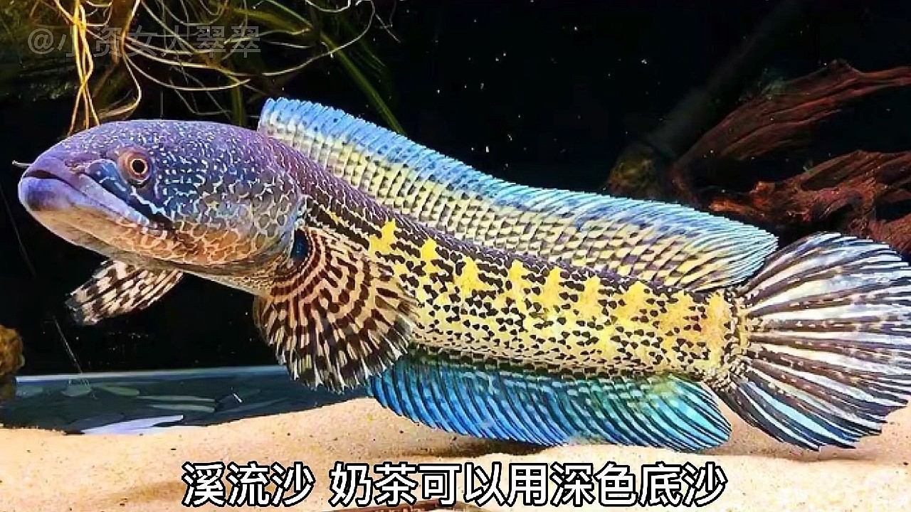 雷龍魚水溫度多少最佳養魚