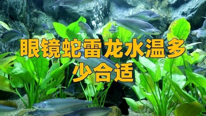 雷龍魚水溫度多少最佳養魚