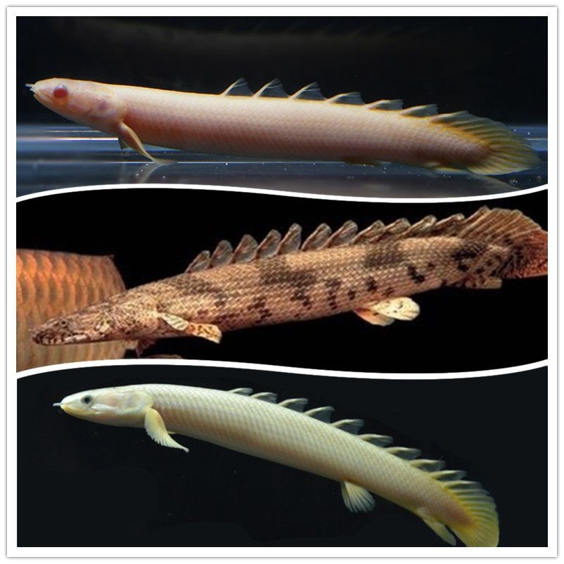 <strong><mark>姜堰</mark></strong>區(qū)清野水族館（<strong><mark>姜堰</mark></strong>區(qū)清野水族館地址）