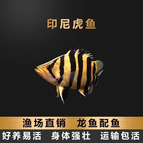 龍魚虎魚混養(yǎng)魚推薦哪種