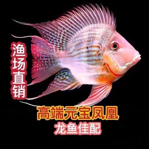 龍魚虎魚混養(yǎng)魚推薦哪種