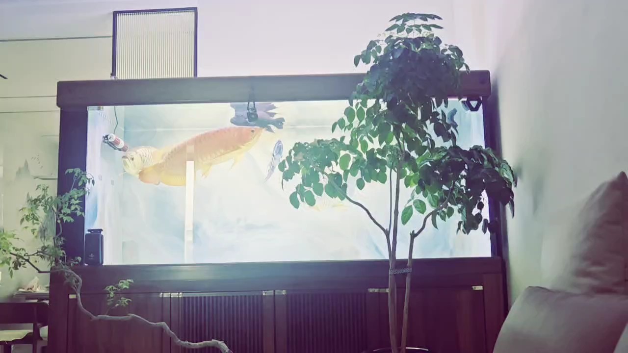 露個臉