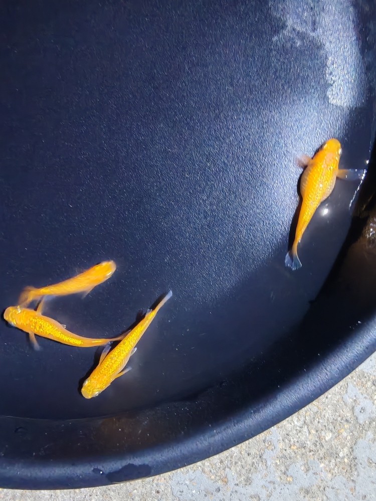 觀背青鳉玫瑰寶石有公有母一組 觀背青鳉玫瑰寶石有公有母一組 龍魚(yú)論壇 第1張