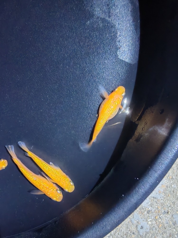 觀背青鳉玫瑰寶石有公有母一組 觀背青鳉玫瑰寶石有公有母一組 龍魚(yú)論壇 第2張