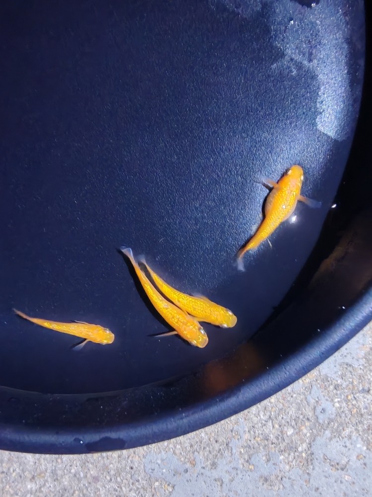 觀背青鳉玫瑰寶石有公有母一組 觀背青鳉玫瑰寶石有公有母一組 龍魚(yú)論壇 第3張