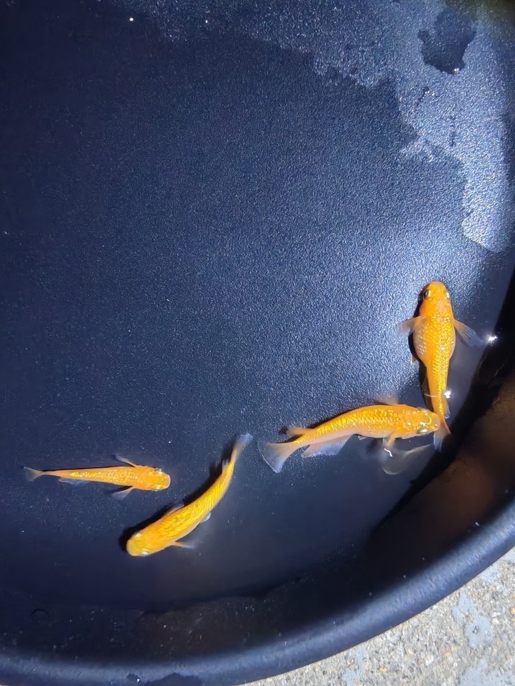 觀背青鳉玫瑰寶石有公有母一組 觀背青鳉玫瑰寶石有公有母一組 龍魚(yú)論壇 第4張