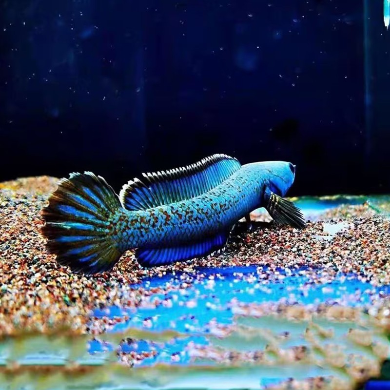 紅龍魚用黃燈烤有用嗎 義烏市鑫洋水族器材商行(義烏水族店) 全國水族館企業名錄 義烏市鑫洋水族器材商行(義烏水族店) 義烏市鑫洋水族器材商行(義烏水族店) 全國水族館企業名錄