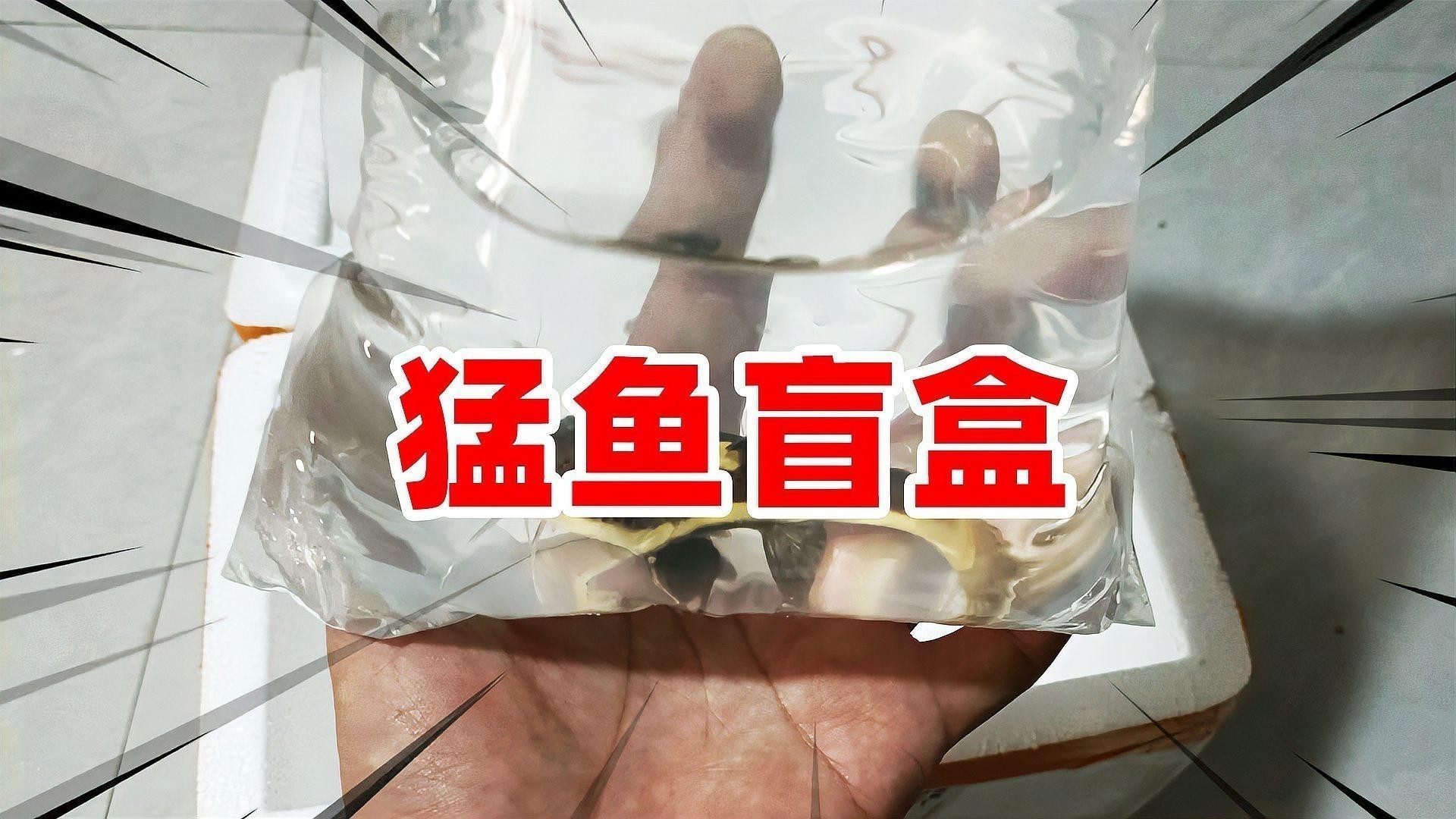 黑魚和龍魚哪個兇猛一點