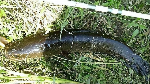 黑魚和龍魚哪個兇猛一點