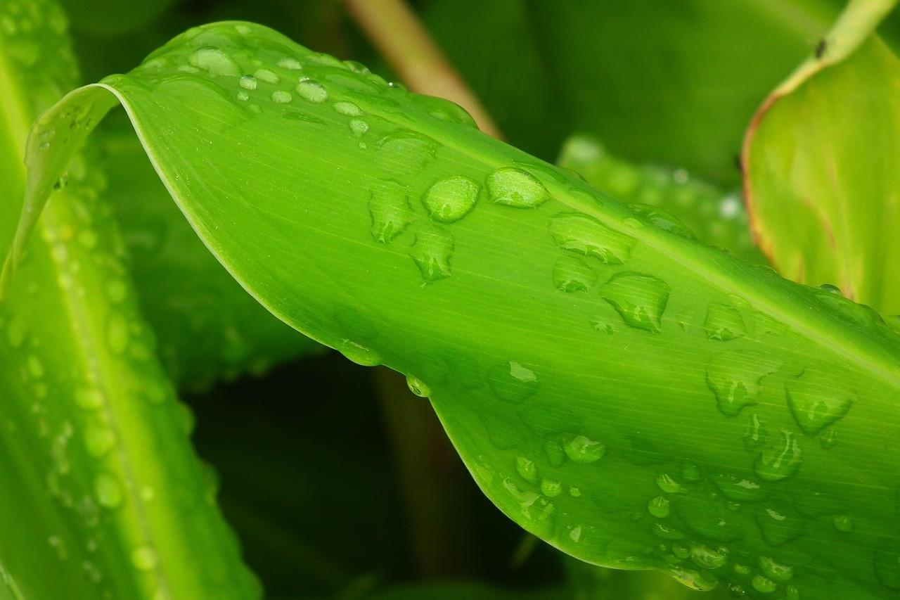 熱帶雨146分外網版