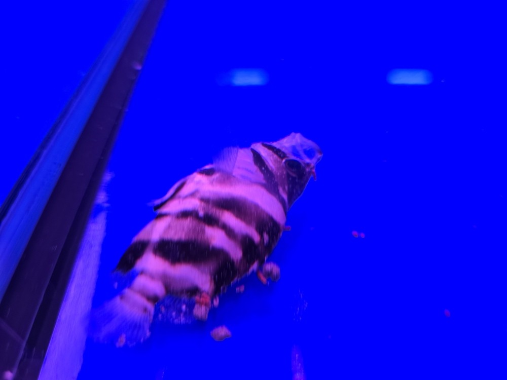 虎魚苗這是怎么了
