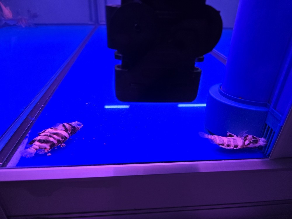 虎魚苗這是怎么了