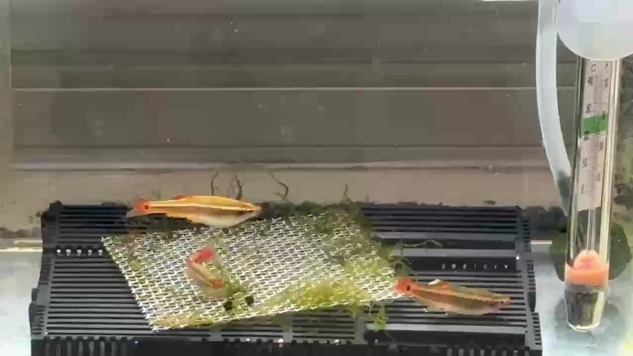 繁殖