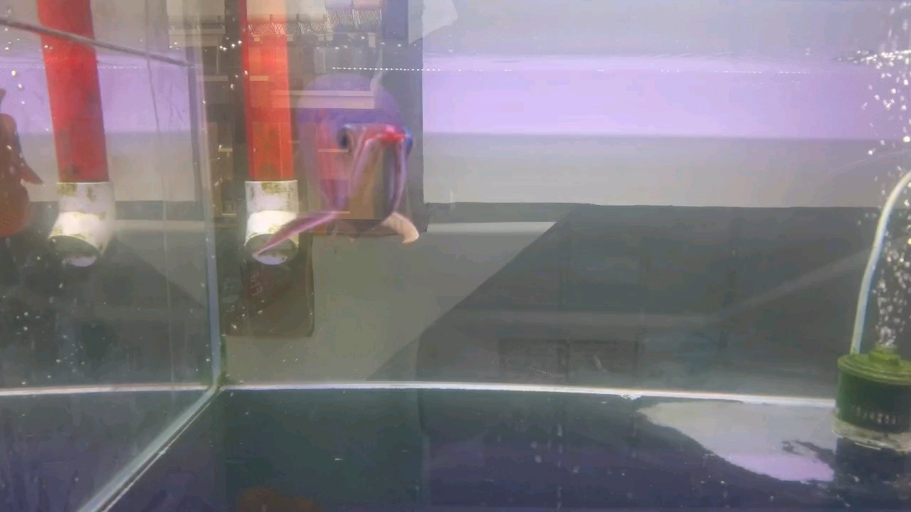 十四個月的魚