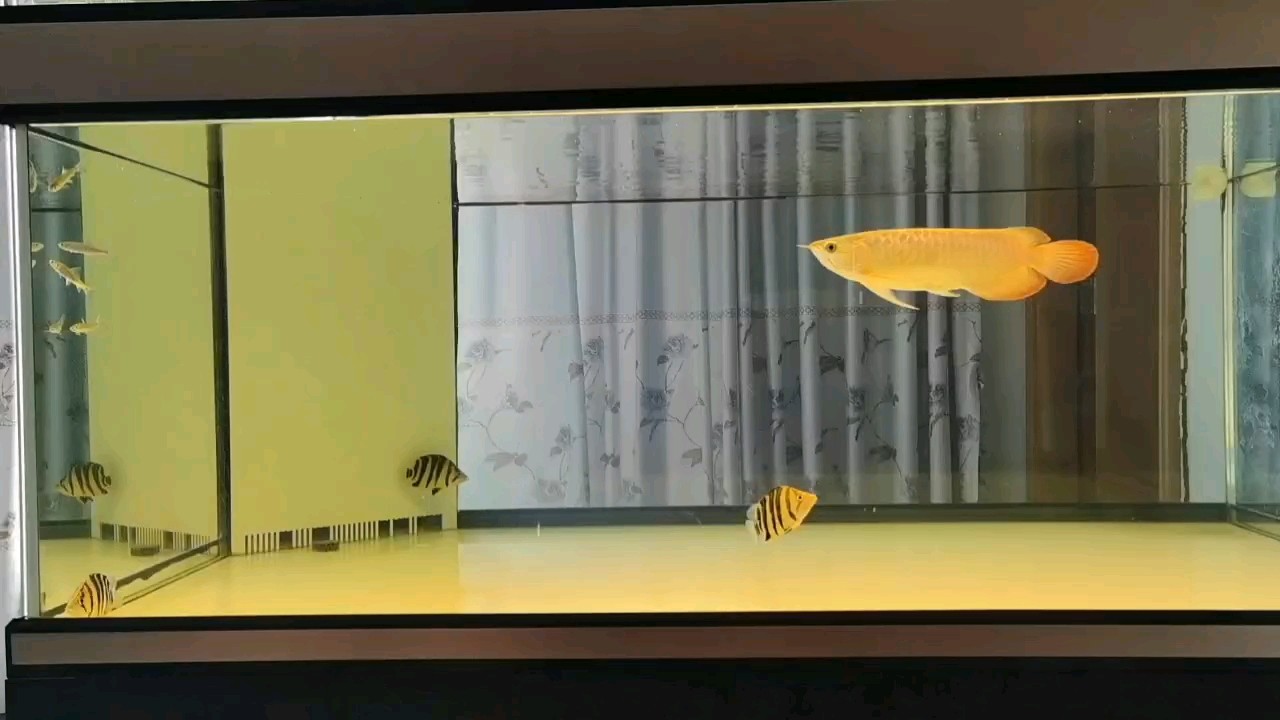 小龍魚(yú)百科：喂食龍魚(yú)時(shí)選擇冷凍魚(yú)還是魚(yú)干