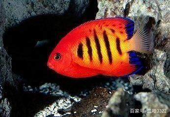 拜泉縣麗琳坊水族館（拜泉縣麗琳坊水族館地址）