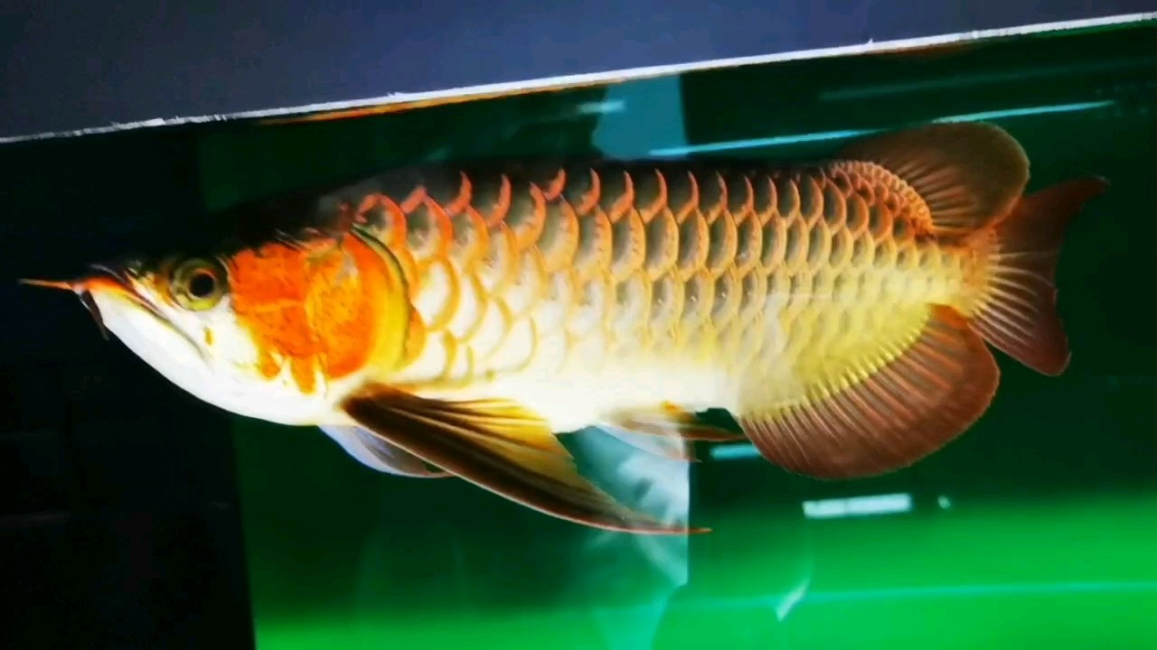 色