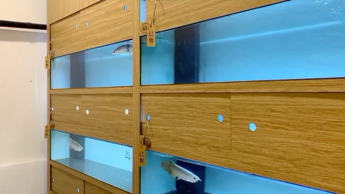 金龍魚蒙眼可以下土霉素嗎【金龍魚蒙眼可以下土霉素嗎金龍魚蒙眼可以下土霉素嗎】