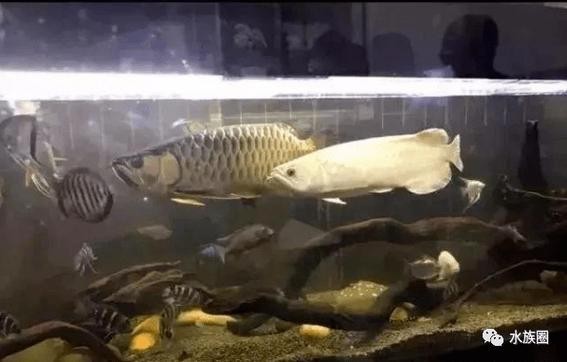 銀龍魚可以和金龍魚混養嗎圖片 龍魚百科 第14張 銀龍魚可以和金龍魚混養嗎圖片 銀龍魚可以和金龍魚混養嗎圖片 龍魚百科 第14張