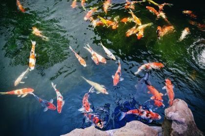 高臺縣水之緣水族店（高臺縣水之緣水族店電話）