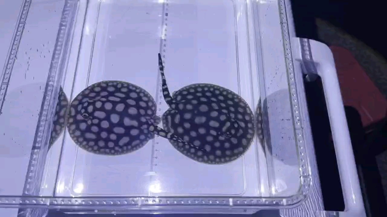 兩個小家伙