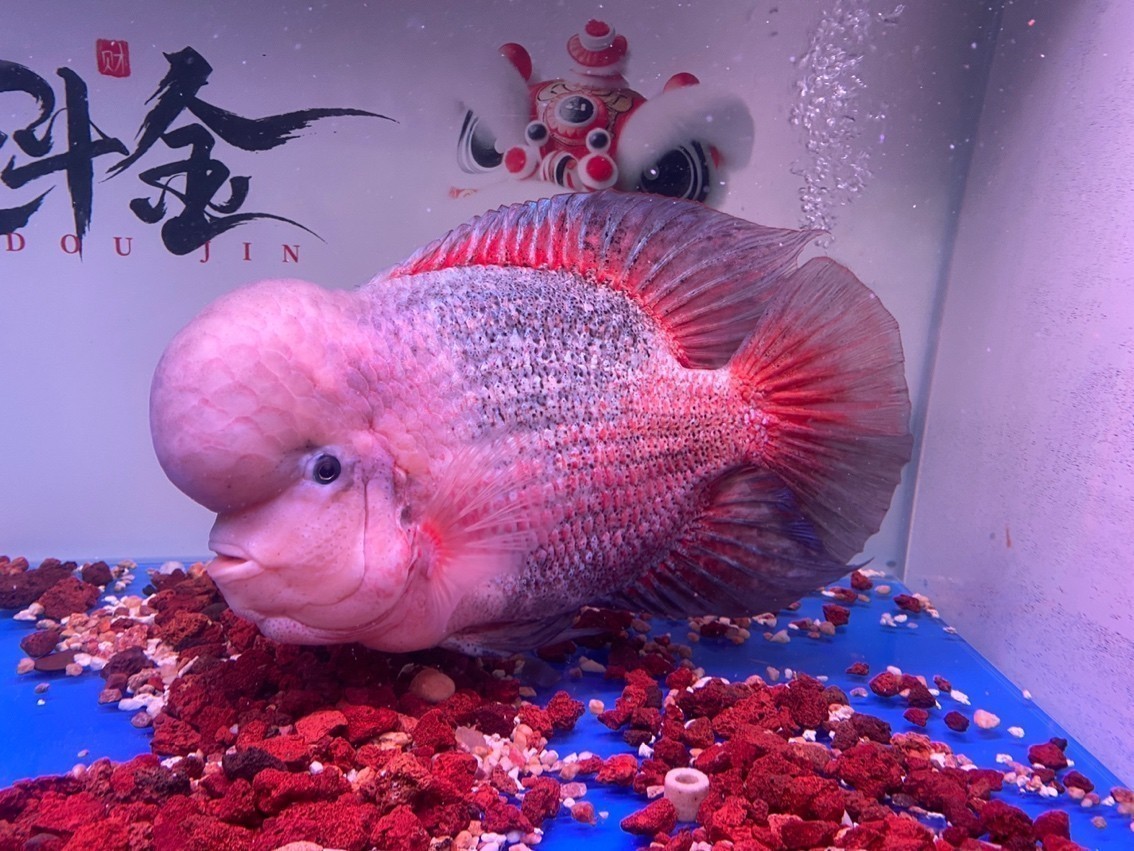 換水了狀態(tài)很好了