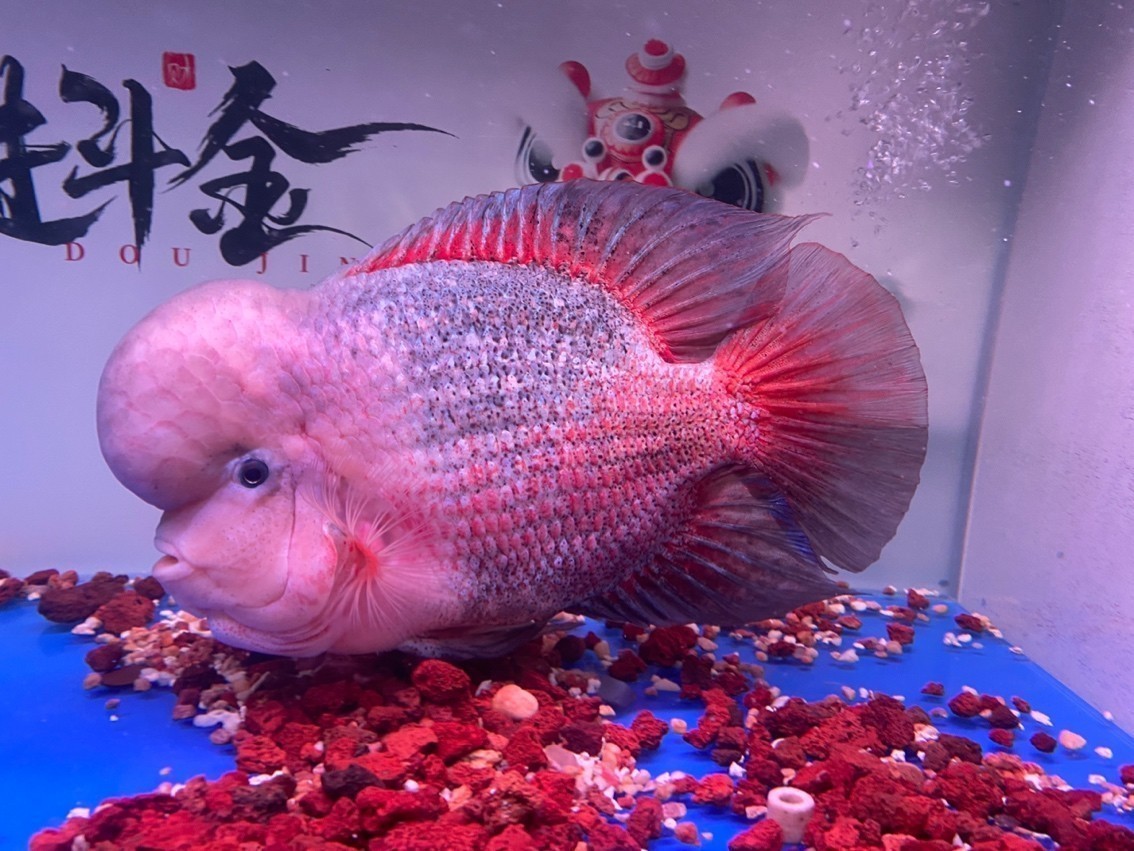 換水了狀態(tài)很好了