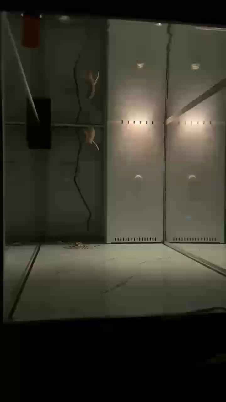 龍虎不兼容？