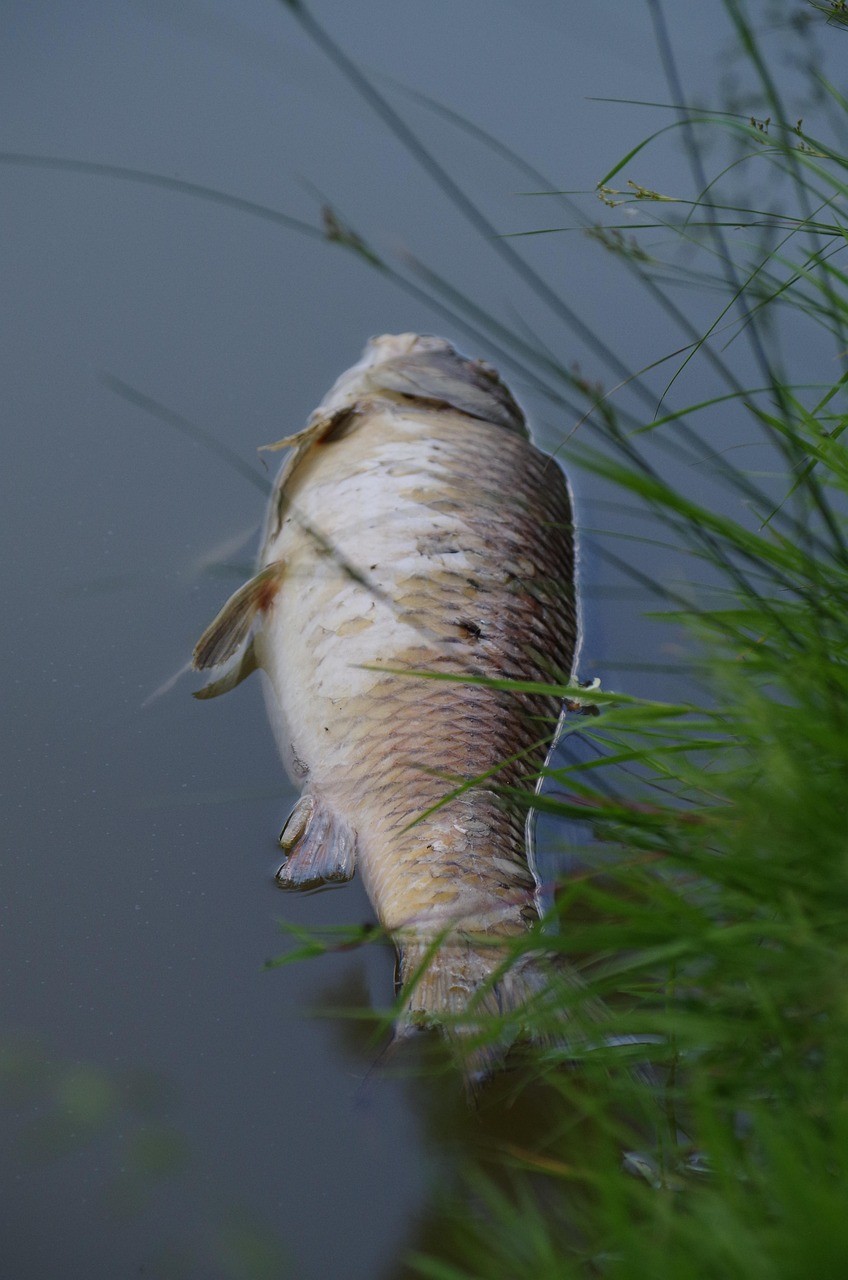 生態魚缸最容易養活的魚