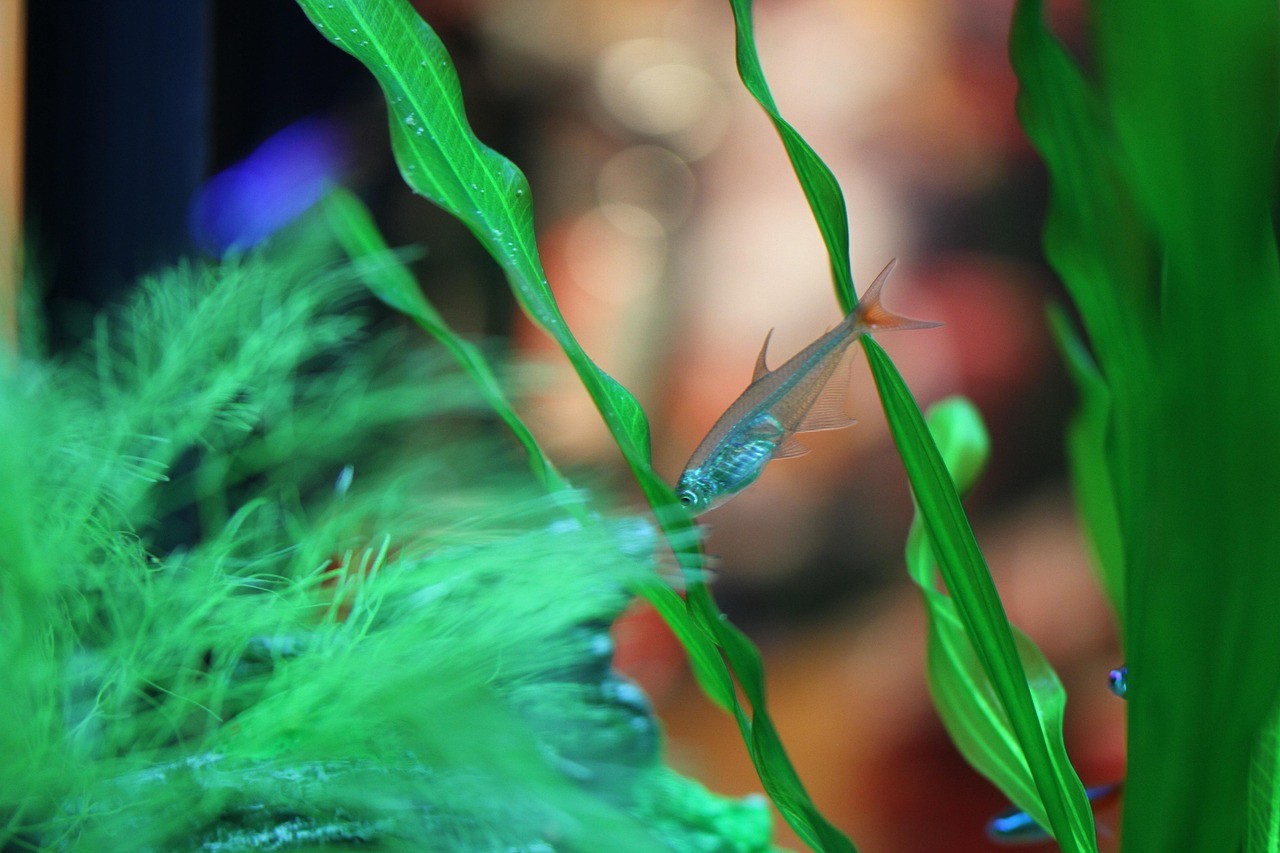 水族箱魚缸 龍魚論壇 第1張 水族箱魚缸 水族箱魚缸 龍魚論壇 第1張