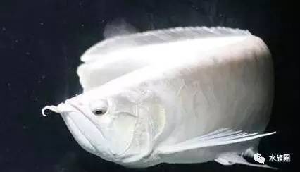 龍魚右眼輕微掉眼