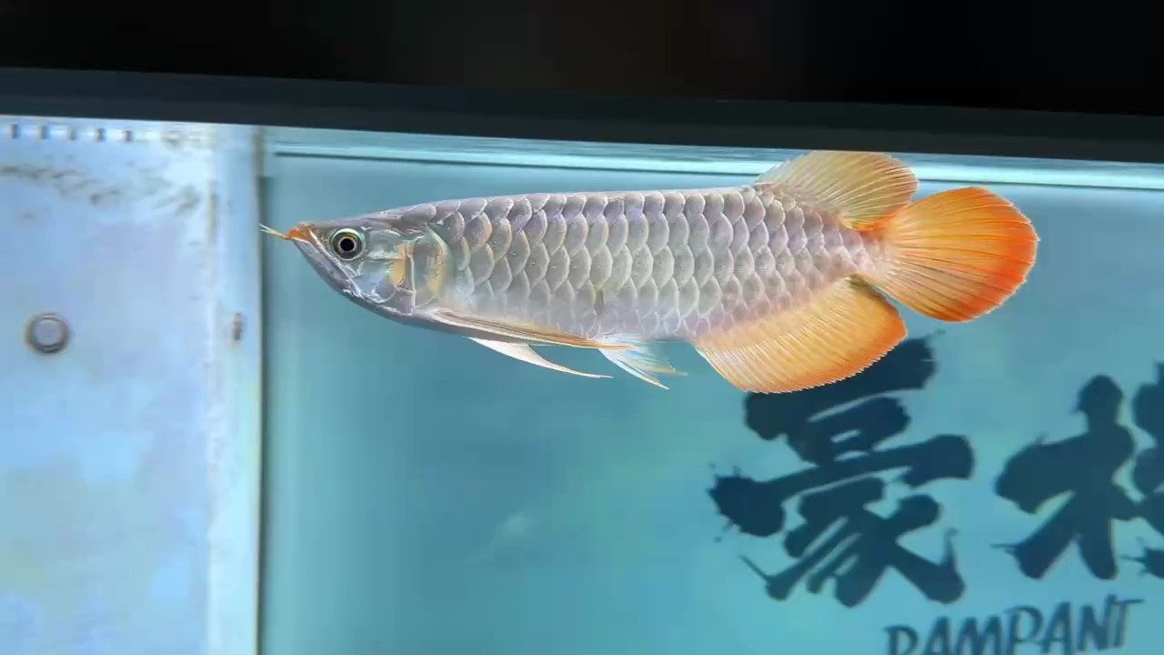 昨晚鉆進溢流區(qū)了，折騰下來了好幾片鱗，狀態(tài)倒是一點沒影響