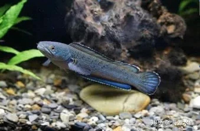 雷龍魚和羅漢魚混養 雷龍魚和羅漢魚混養 龍魚百科 第8張