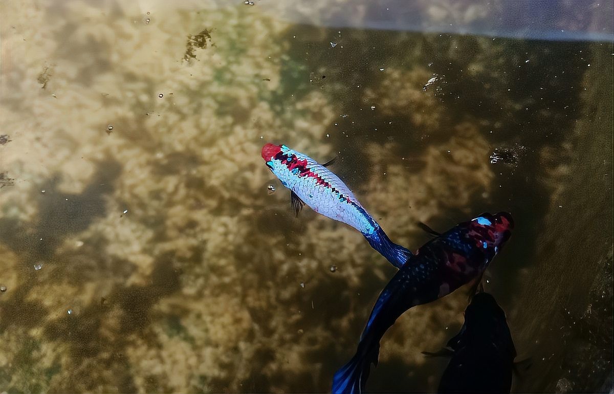 雷龍魚和羅漢魚混養 雷龍魚和羅漢魚混養 龍魚百科 第4張