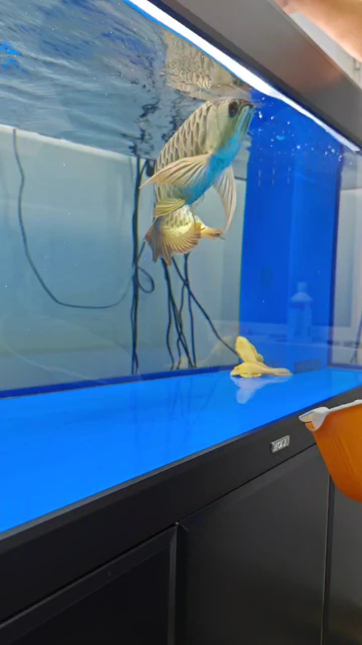 立達藍寶石喂食記