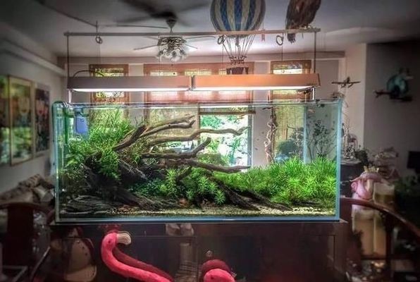 辛集市秋寒水族店（辛集市秋寒水族店電話）