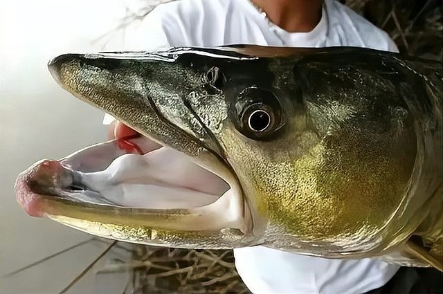 鱘龍魚有哪些天敵？ 鱘龍魚有哪些天敵？ 龍魚百科 第1張