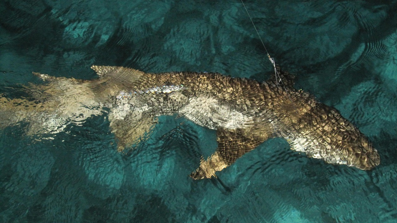 鯊魚簡筆畫
