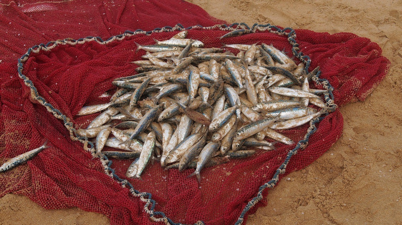 青島和尚頭魚不能隨便吃