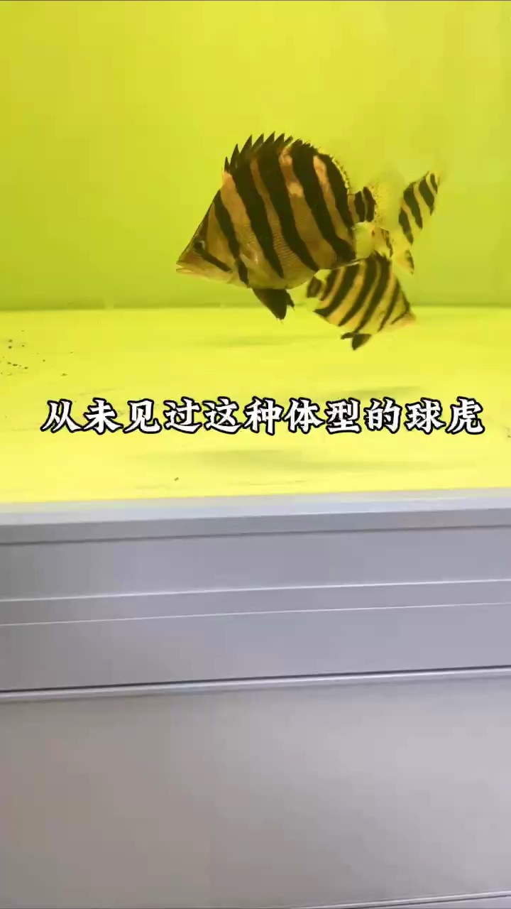 真沒見過這么球的虎魚