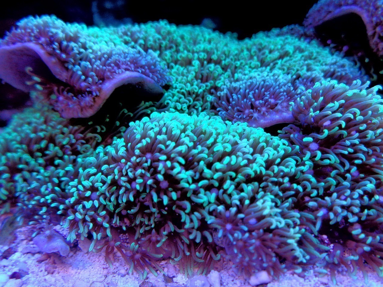 如何判斷自己是否感染了魚虱