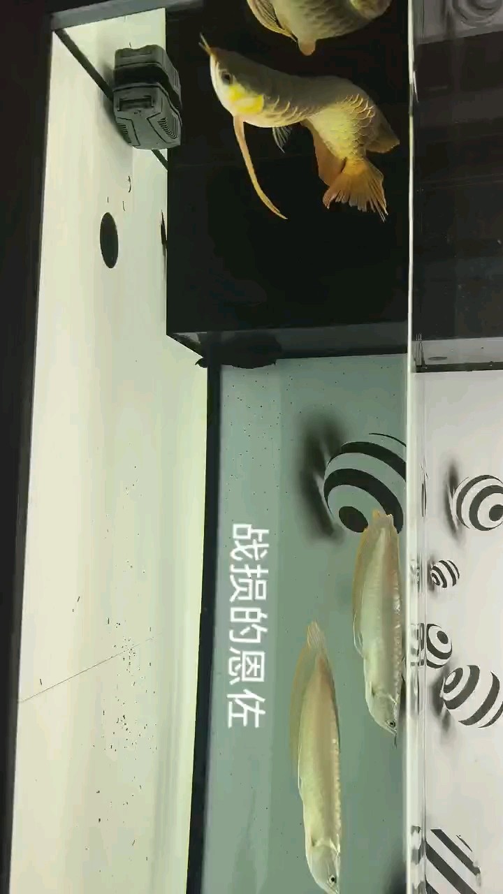 咬尾的恩佐，建個檔案