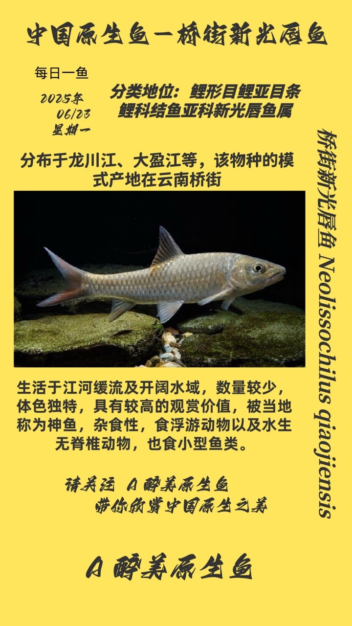 橋街新光唇魚 橋街新光唇魚 龍魚論壇